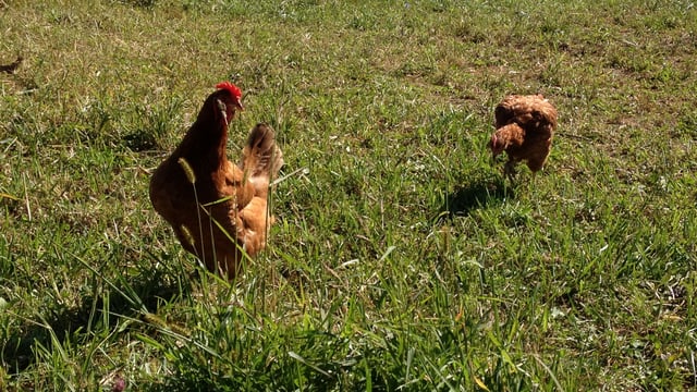 Healing Chicken Soup